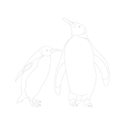 Beautiful bird. Coloring Book