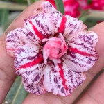 Адениум обесум 313 Dị