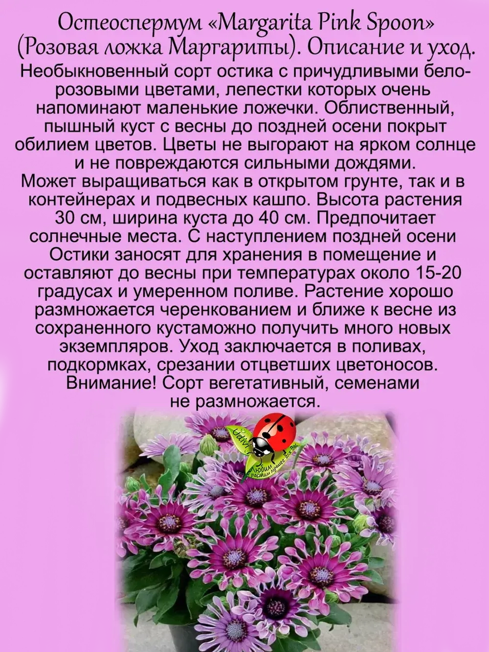 Остеоспермум Розовая ложка Маргариты вегетативный