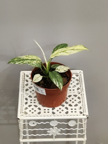 Спатифиллум Сенсация Вариегатная