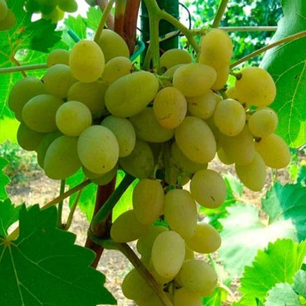 Виноград столовый ранний Русский янтарь