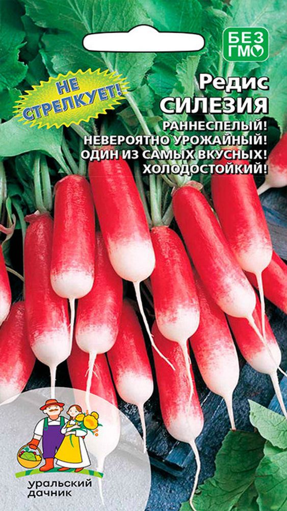 Редис &quot;G. Силезия&quot; 2г., Россия.