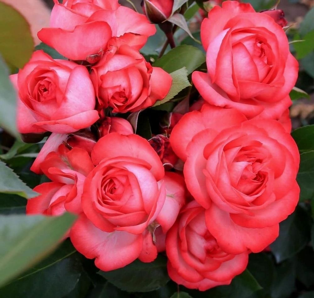 Антика (Antike)