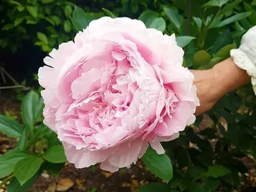 Пион Пиллоу Ток 3-5 почки Закупка М81 октябрь 2026