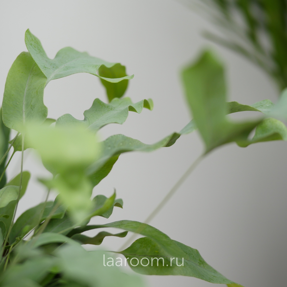 Флебодиум Блю Стар 9/15