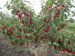 Яблоня Китайка Долго