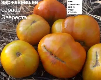 ЗАРЖАВЕВШЕЕ СЕРДЦЕ ЭВЕРЕСТА