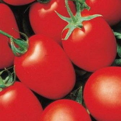 ЯКИ F1 семена томата (Seminis | Alexagro)