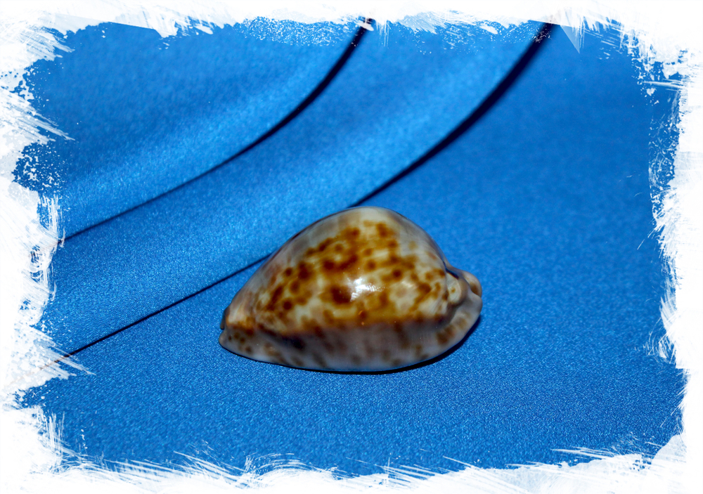 Ципрея стеркорария (Cypraea stercoraria)