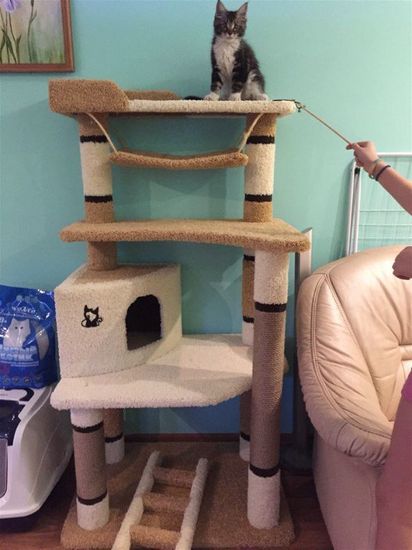 Дом для кота И-88 (мейн-кун)