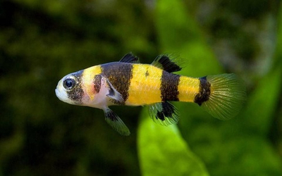 Бычок Пчелка