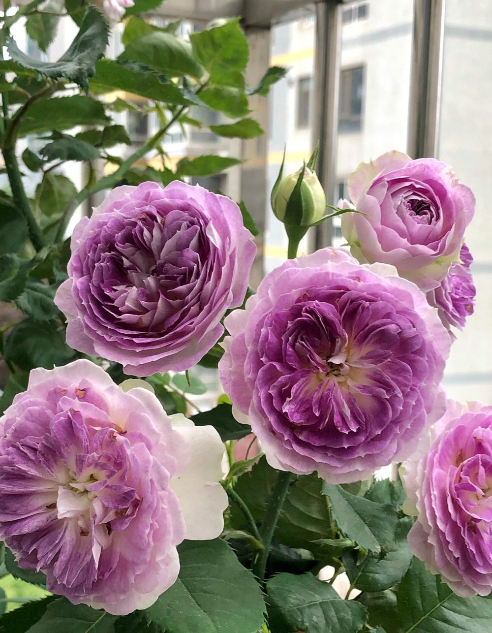 Блю Мун Стоун (Blue Moon Stone)