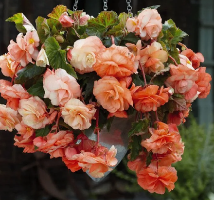 Бегония клубневая Сплендид априкот март-апрель 26