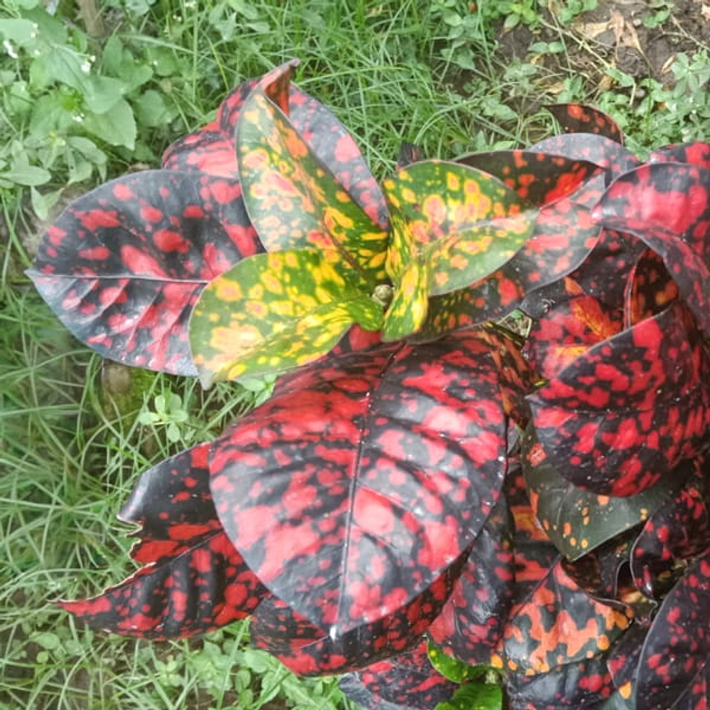 Кротон GERIMIS