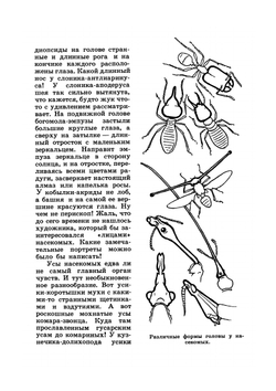 Юному энтомологу | П. И. Мариковский