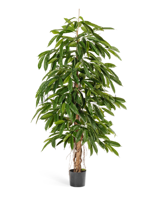 Лонгифолия широколистная 180 см 2/2 10.36106N