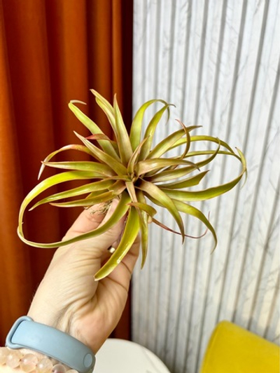 Тилландсия Мультифлора Рэд (Multiflora Red), 1шт, Нидерланды