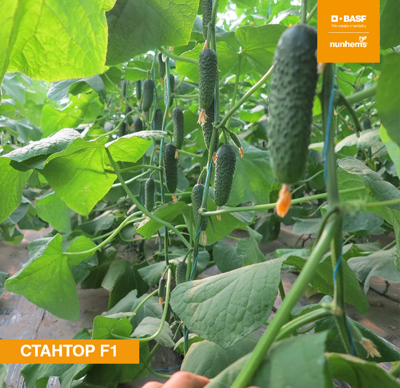 Стантор F1 семена огурца (Nunhems / ALEXAGRO) культура