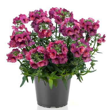 2630 Немезия NESIA MAGENTA (ВЕСНА 2025)