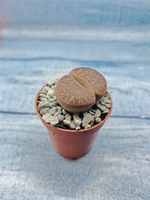 Lithops sp. (Литопсы)