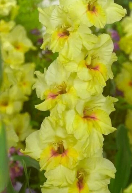 Гладиолус крупноцветковый Максиал луковица март 2026