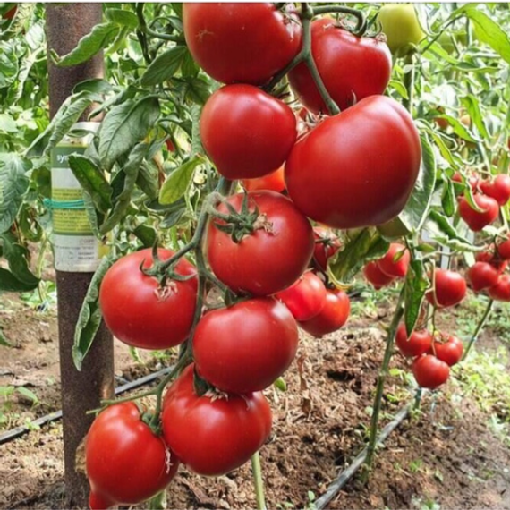 Доминет F1 семена томата продукт – фото 1