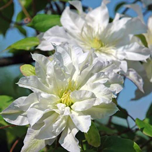 Клематис гибридный Ферст Лав трехлетка наличие