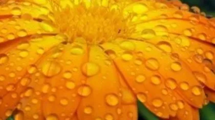 Цветы календула