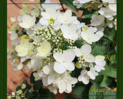 Гортензия метельчатая Вимс Рэд (Hydrangea paniculata `Wim`s Red`)