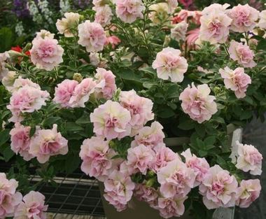 32482 Петуния SWEETSUNSHINE LIGHT PINK (ВЕСНА 2025)