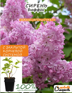 Саженец, Сирень, Бюффон