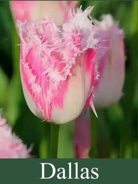 Тюльпаны Dallas 3 шт, набор луковиц