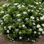 Спирея японская Альбифлора С5 30-40