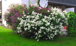 Гирлянд де Амур (Guirlande d'Amour)