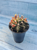 Gymnocalycium Variegata (Гимнокалициум Вариегатный)