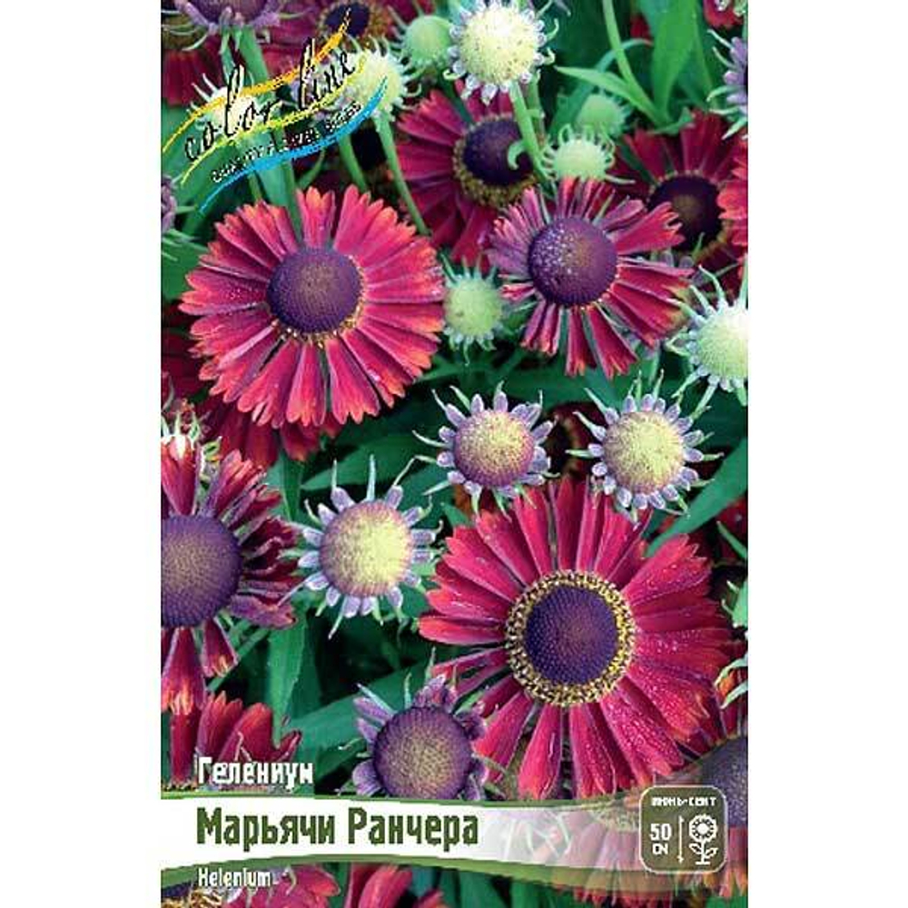 Гелениум Марьячи Ранчера