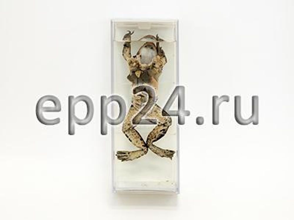 Внутреннее строение лягушки Внутреннее строение лягушки