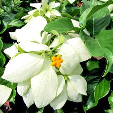 Муссенда филиппинская белая – Mussaenda white