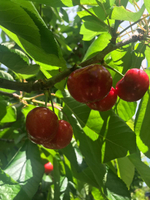 черешня чилийская сорт Bing, lapins ,Van.