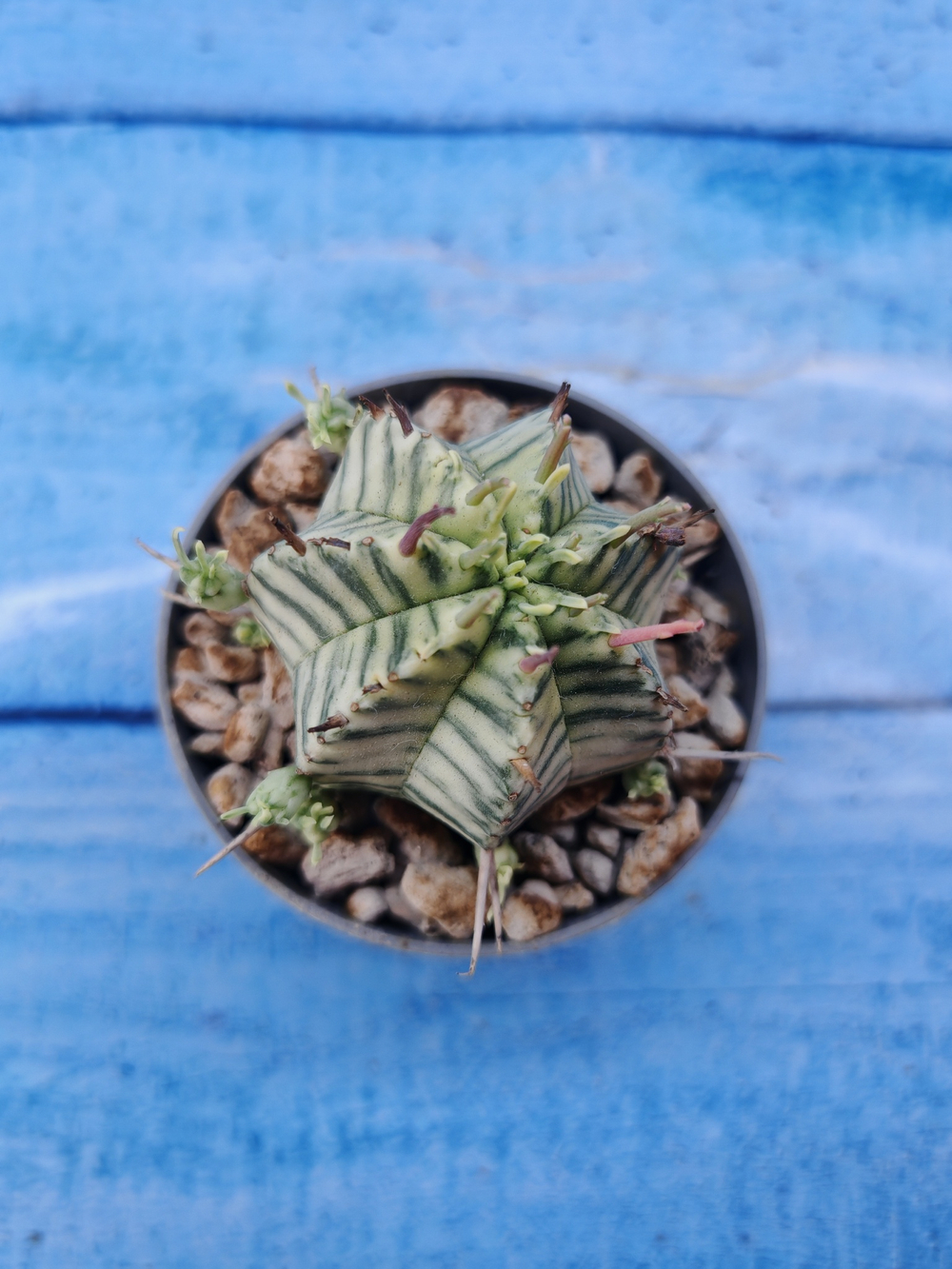 Euphorbia meloformis f. Variegated (Эуфорбия вариегатная)