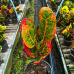 Кротон GAEW KAO