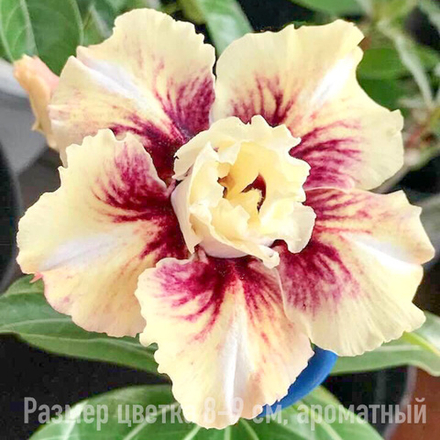 Адениум 345-PHUC VU
