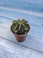 Gymnocalycium Friedrichii (Гимнокалициум)