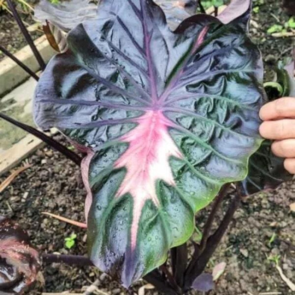 Колоказия LOVELY PINK