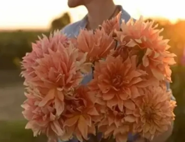 Георгины апрель 2026