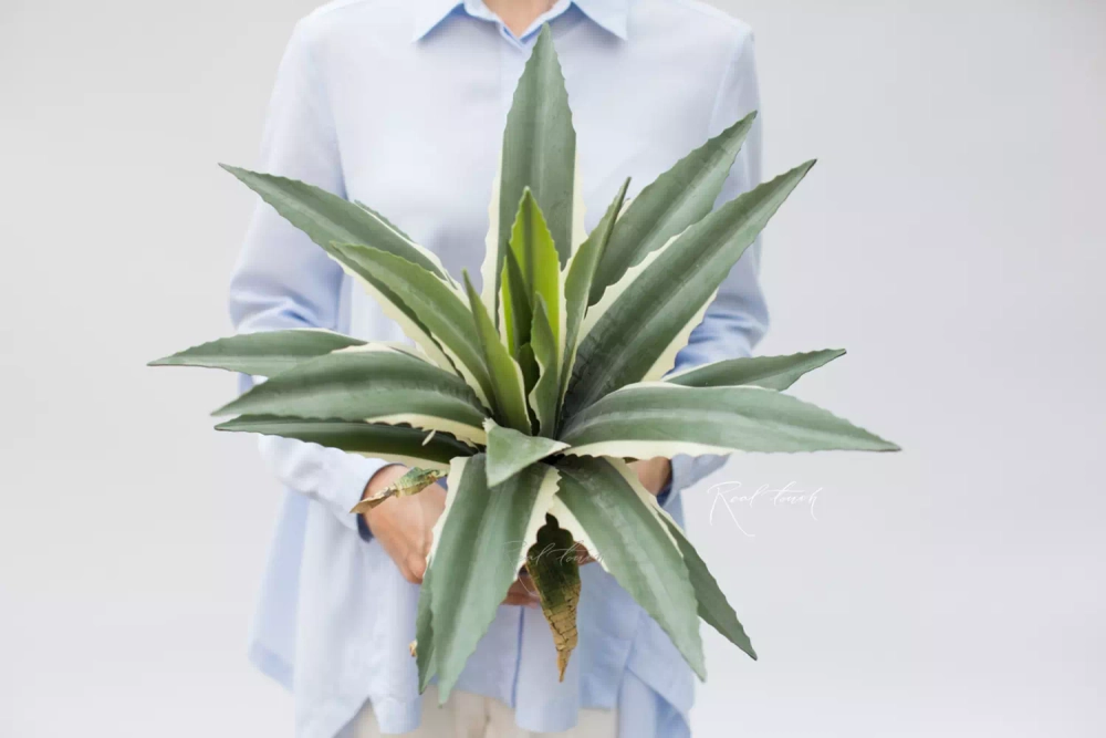 Агава американская 48см без кашпо, 21 лист