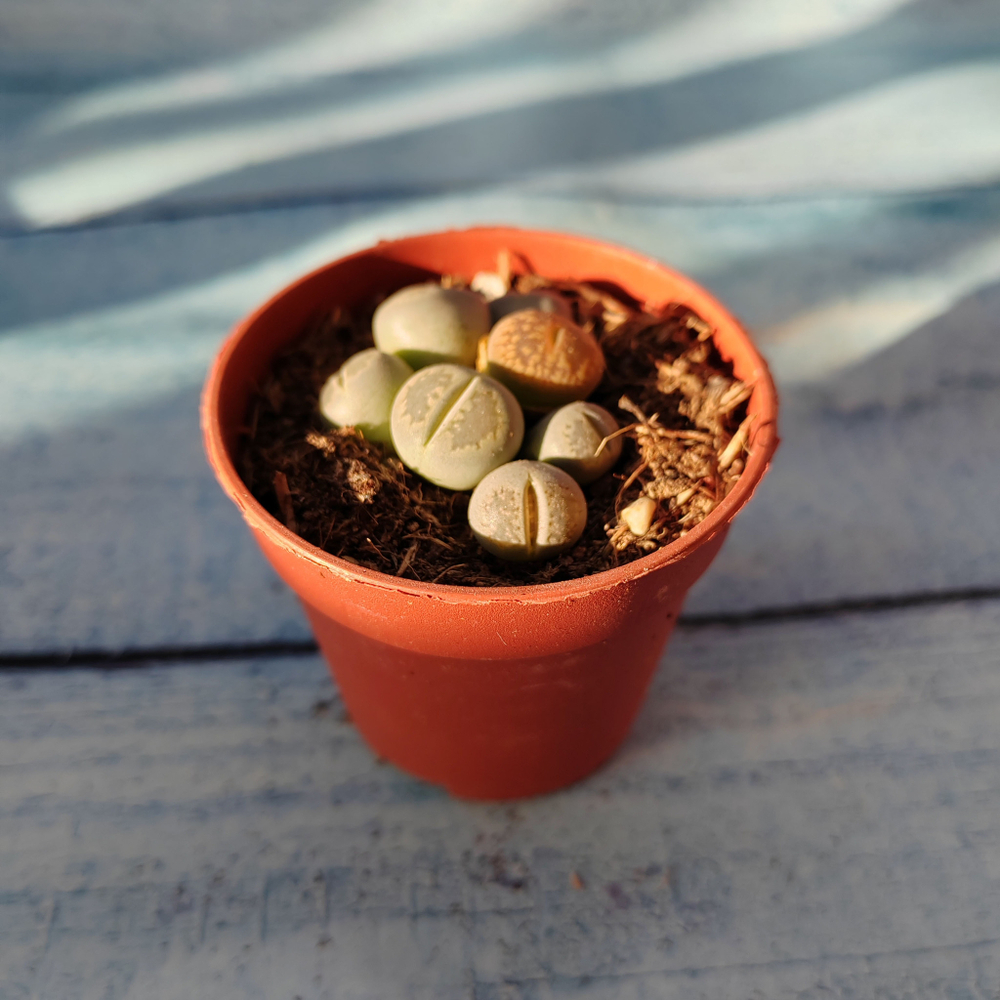 Lithops sp. (Литопсы)
