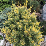 Сосна мелкоцветковая Голдилокс