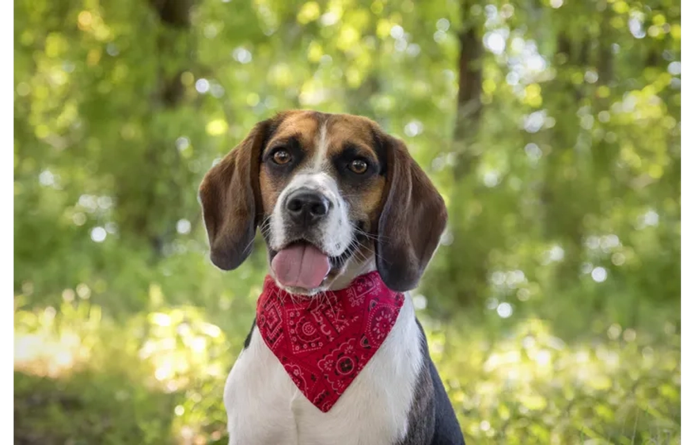 FLAMINGO PINTO Ошейник с банданой нейлоновый, 25-40 см, красный