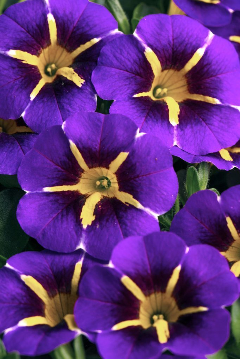 ЕВРО Calibrachoa CALILOCO Starfire Blue Imp неукор черенок конец ноября